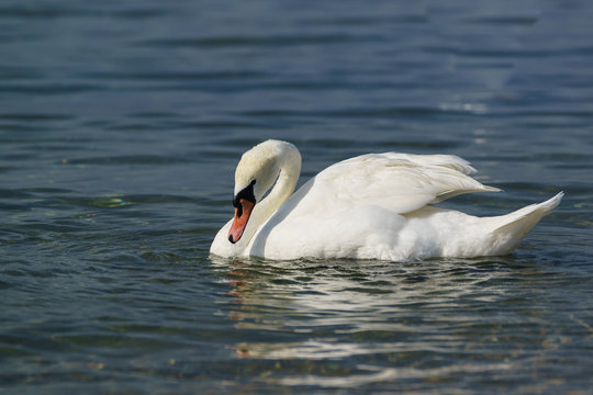Single white adult mute Swan (lat. Cygnus olor) is a bird of the duck family - curved neck