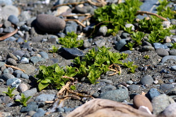 Riverbed Plant