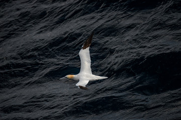 Flying Northern Gannet in Atlantic ocean following a boat