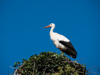 Storch im Nest nah