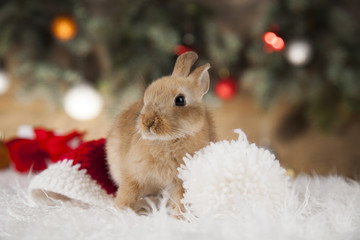 Fototapeta premium Holiday Christmas bunny 