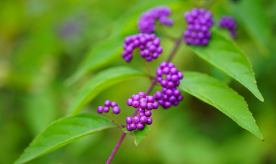 Purple berries of the Beautyberry plant (Callicarpa) in the fall