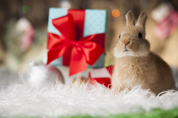 Holiday Christmas bunny in gift box