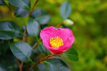 A pink camelia japonica flower in bloom