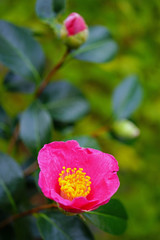 A pink camelia japonica flower in bloom