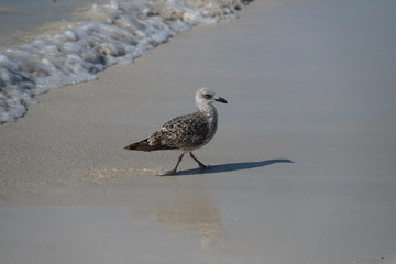 Möwe am Strand