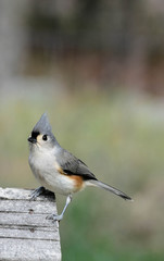 Fototapeta premium Titmouse 