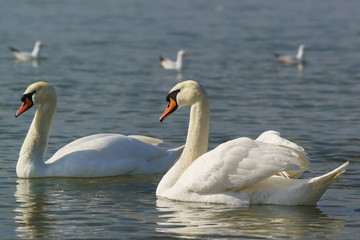 Fototapeta premium Beautiful pair of adult white swans mute (lat. Cygnus olor) is a bird of the duck family