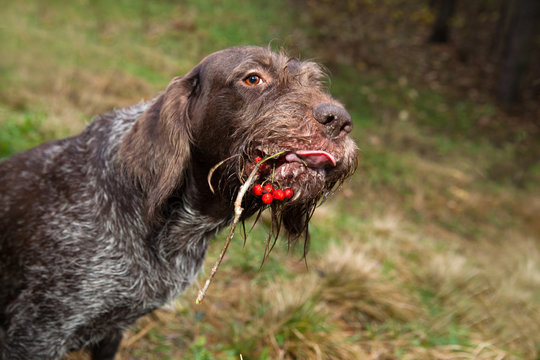 Dog breed drathaar portrait with a bunch of rowan berries in your mouth