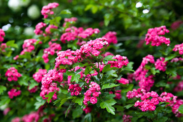 A branch of a flowering scarlet hawthorn