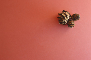 three little conifer cones on pink background