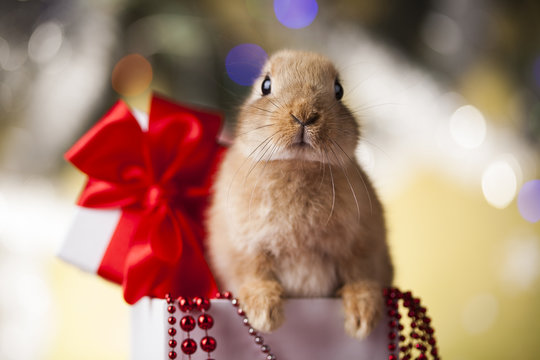 Holiday Christmas bunny in gift box