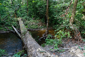 La nature nous offre le passage entre les deux rives de la crique Coco au milieu de la forêt,...