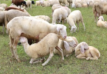 Obraz na płótnie Canvas mother sheep feeding her lamb in the flock of white sheep