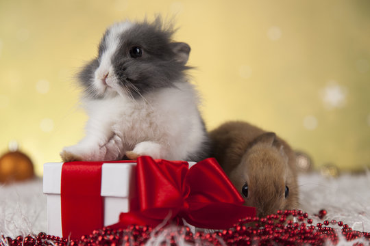 Bunny and Christmas background