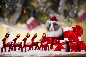 Fototapeta premium Funny bunny and Christmas background with winter decoration