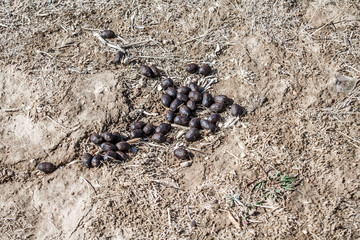 Lamb excrement in nature