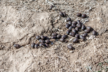 Lamb excrement in nature