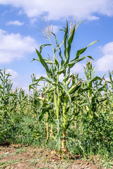Corn field on the sky background