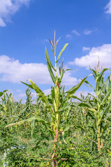 Corn field on the sky background