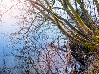 Tree branches touch icy blue surface of water,  with mirror reflection
