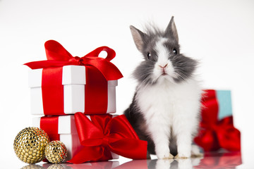 Little bunny,Funny rabbit on Christmas background