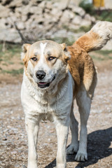 Yellow earth dog in the nature