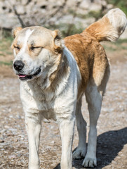 Yellow earth dog in the nature