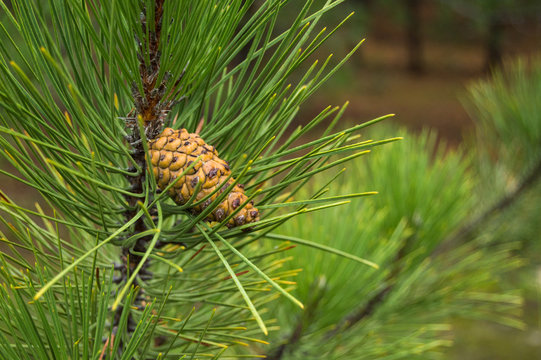 Fototapeta Bump on the pine in forest close up