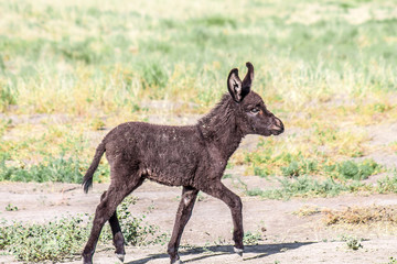 Little Donkey in the Nature