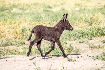 Little Donkey in the Nature