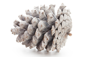 Christmas pine cone on white background.