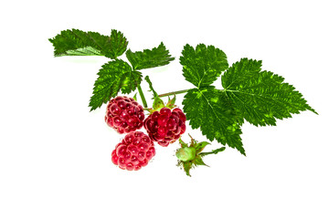 Raspberries on a white background