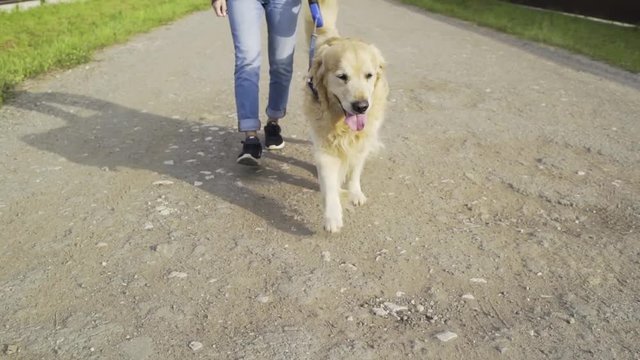 The girls walking with labrador retriver