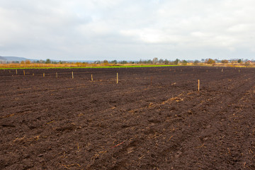 Agriculture field prepared for cultivation