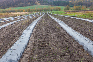 Rows of raspberry saplings planted on agriculture farm
