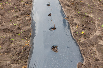 Rows of raspberry saplings planted on agriculture farm
