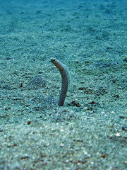 Taylors Röhrenaal (Heteroconger taylori)