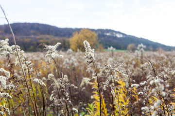 uncultivated agriculture field with wild plants