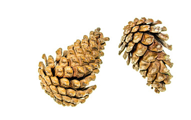Coniferous branch with cones on a white background