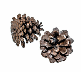 Pine cone over white background