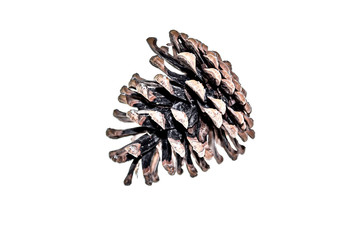 Pine cone over white background