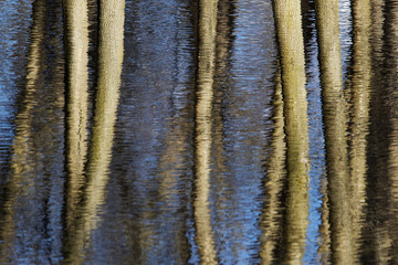 Mapple tree trunks reflection