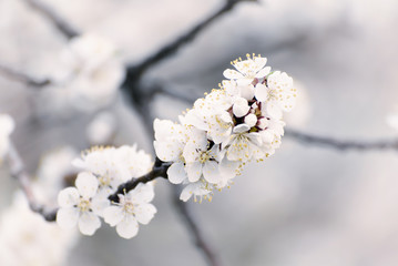 Apricot tree flower with buds and blossoms blooming at springtime, vintage retro floral background