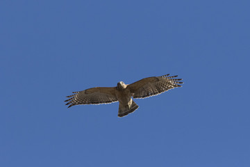 Red-shouldered Hawk in flight
