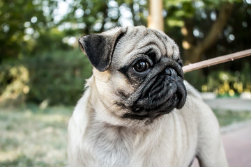 Pug puppy in nature