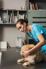 Veterinarian or doctor with stethoscope checking up dog at vet clinic