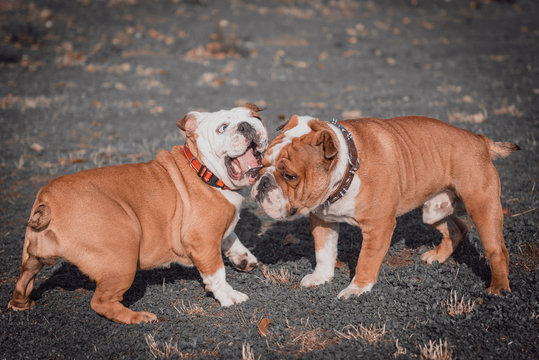 Blurred motion of playful couple English bulldogs,selective focus