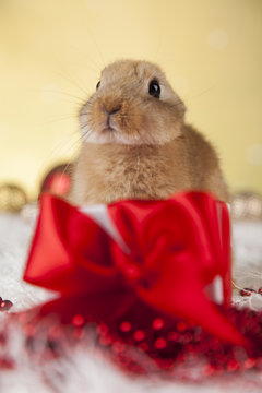 Rabbit, bunny, Gift boxes with red ribbon on Christmas background