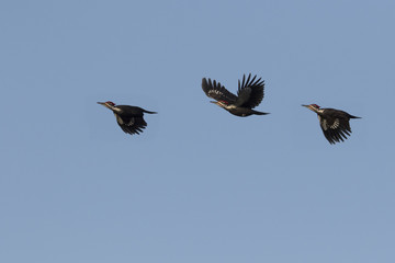 pileated woodpecker in flight